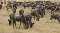 Tansania - Camping-Safari im Norden: Serengeti & Co.